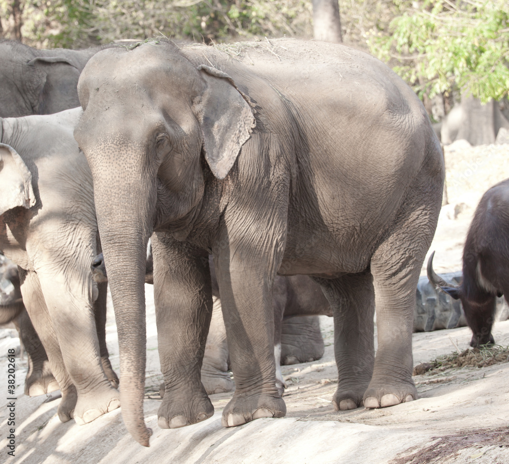 Fototapeta premium elephant