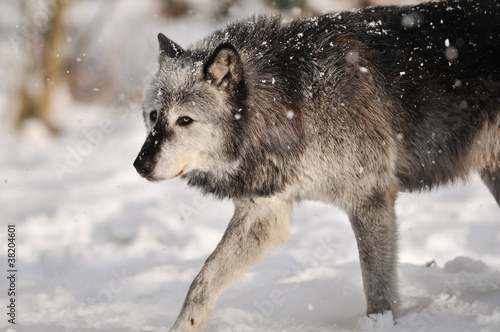 Grey Timber wolf in snow © Lijuan Guo