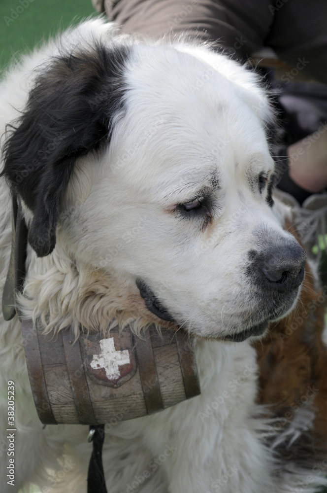 Saint Bernard dog with barrel of brandy Saint Bernard dog with barrel of brandy