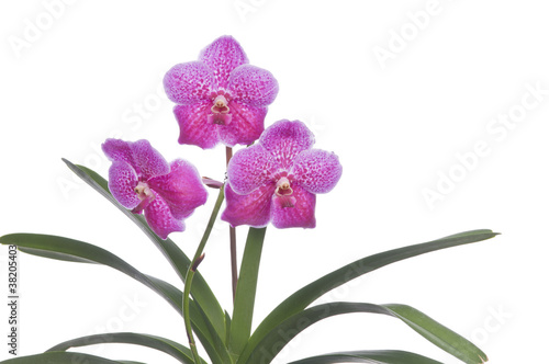 Foto Flower of blooming orchid