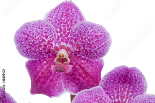 Flower of blooming orchid