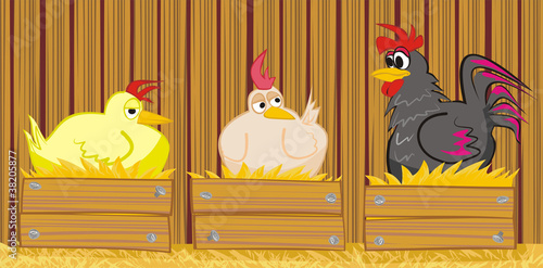 hen and  cock in the barn