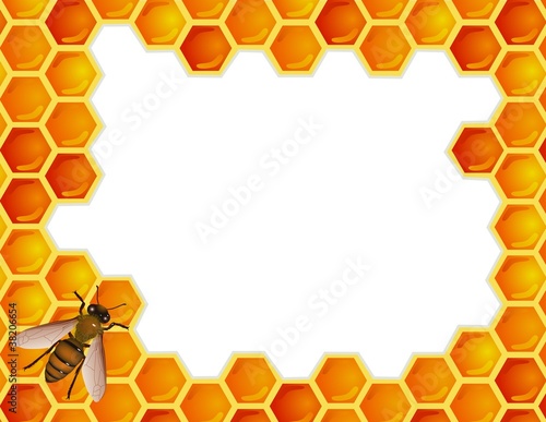 Bee with honey comb