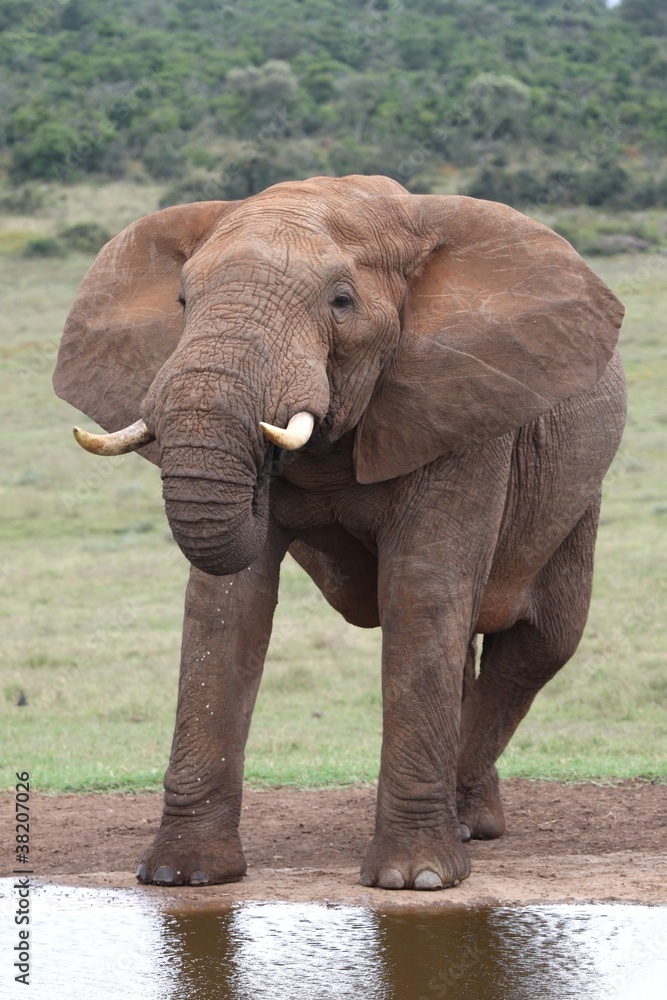 Obraz premium African Elephant