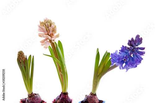 Three hyacinthus flowers