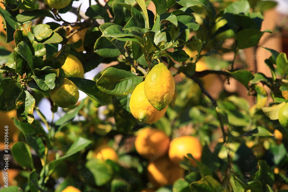 Obraz premium Lemons growing on lemon tree.