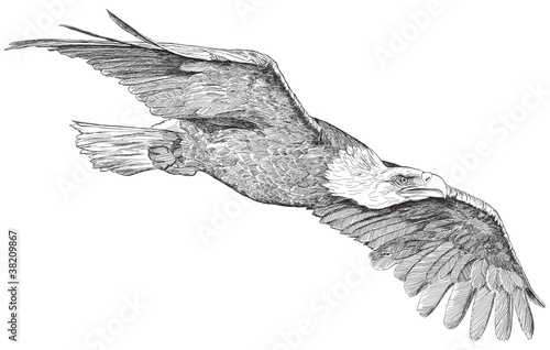 soaring eagle - vector sketch