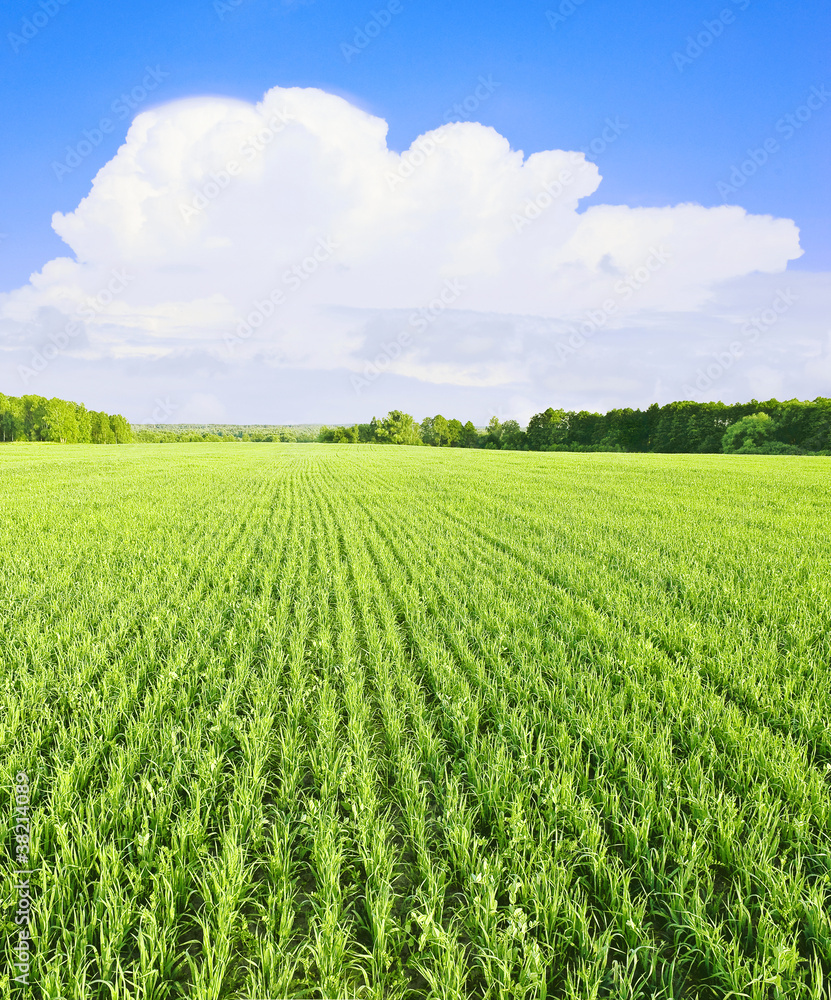 White cloud over green field White cloud over green field