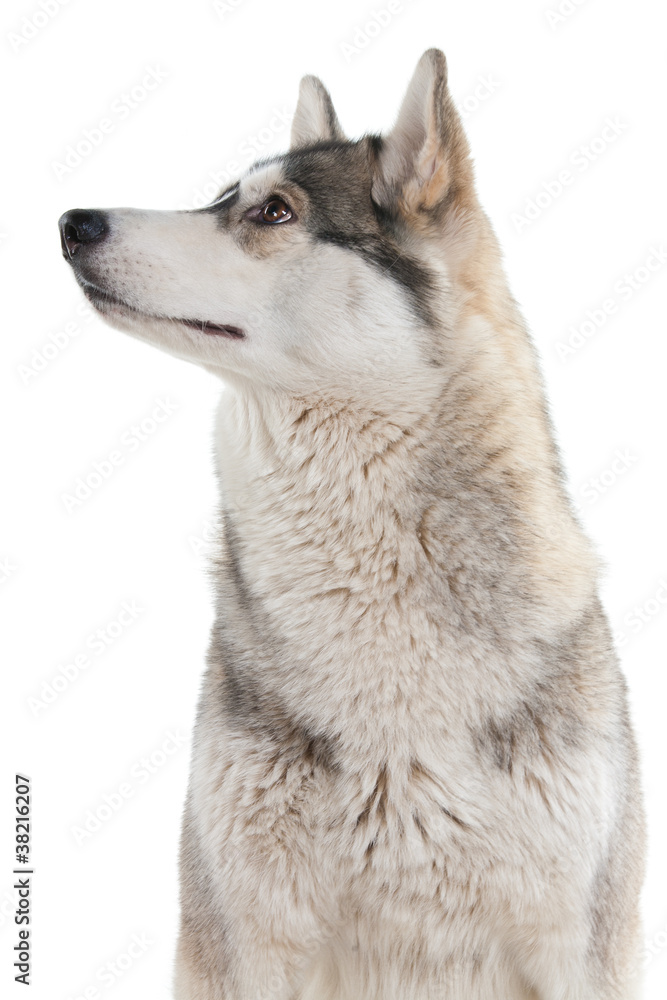 Dog on a white background.