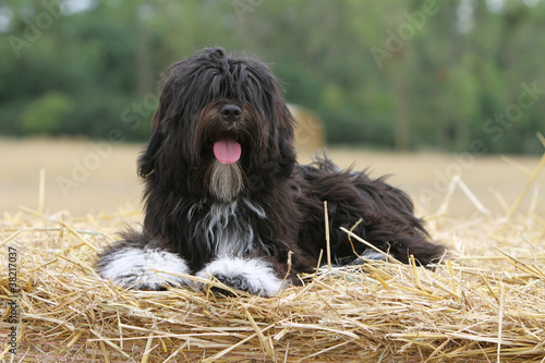 фотографія jeune terrier du Tibet comme une peluche