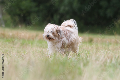 terrier du Tibet dans la nature