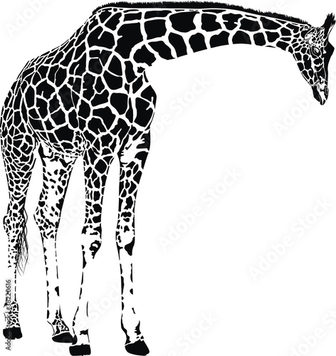 giraffe vector