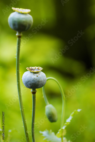 Photography opium poppy heads