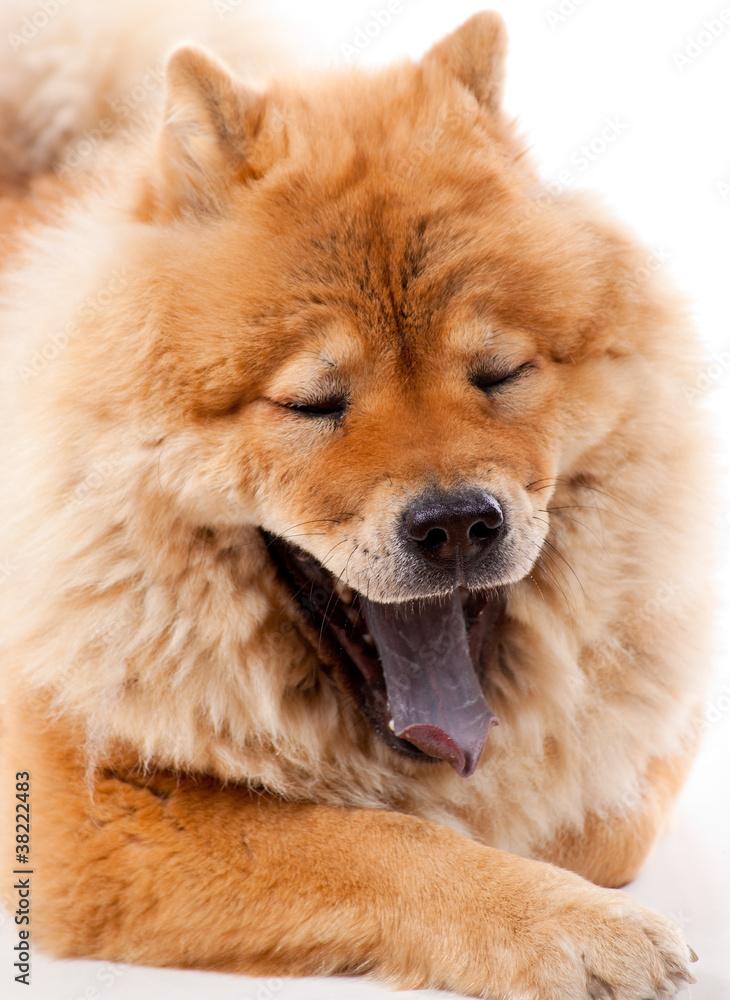 Chow Chow qui baille