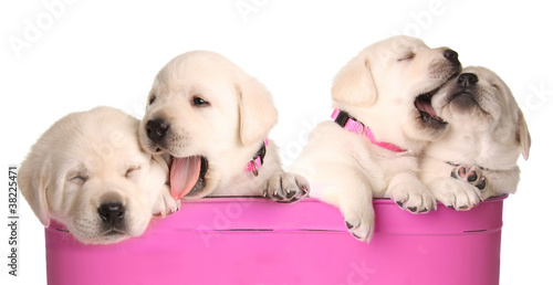 Slika na platnu Playfull puppies
