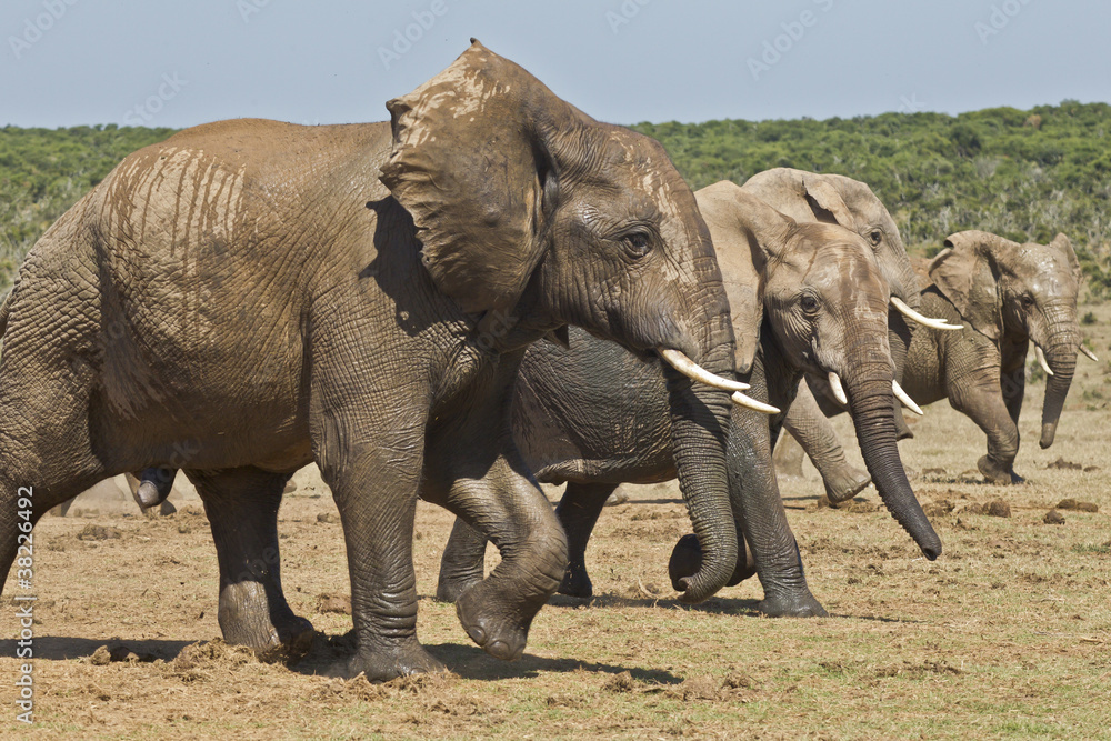 Fototapeta premium Running elephants
