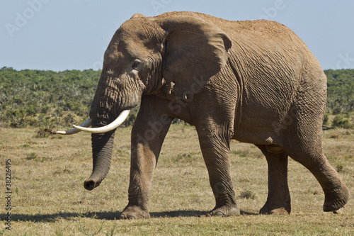 Elephant walking past