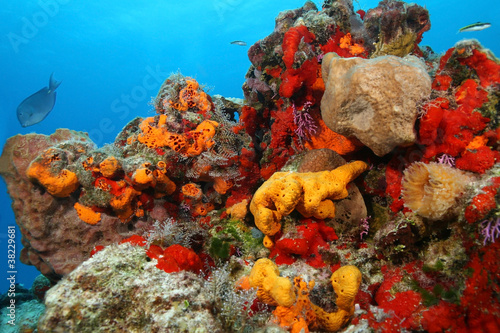 Beautiful Coral Reef - Cozumel