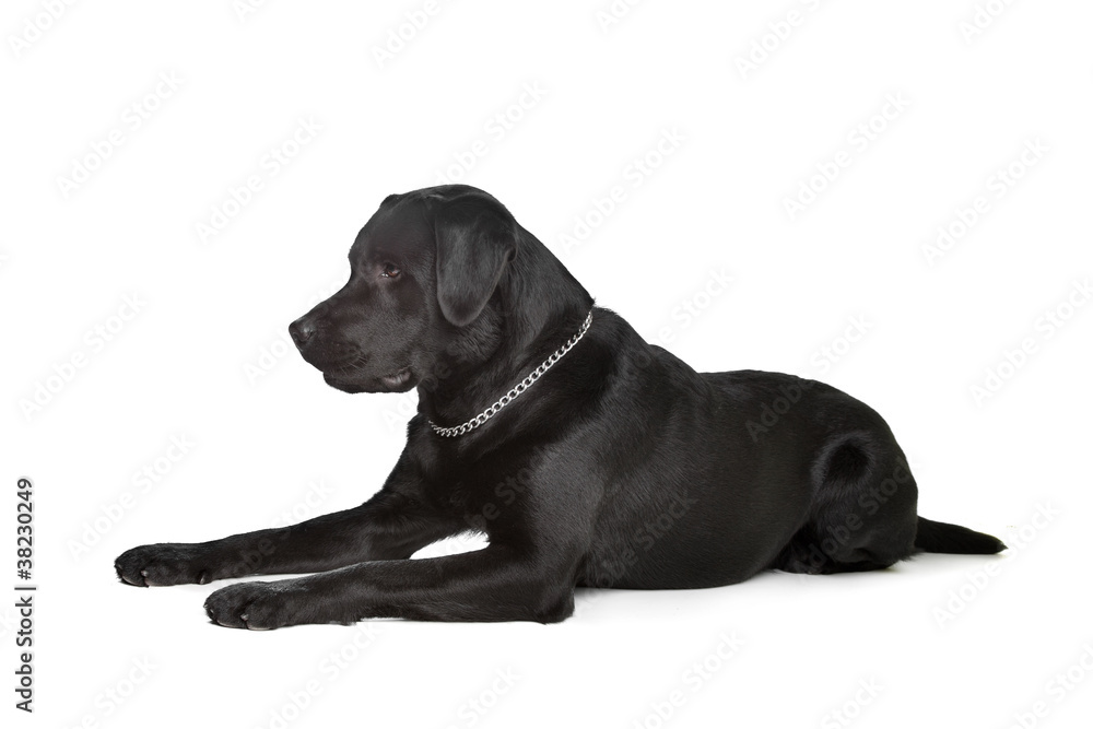 black Labrador black Labrador