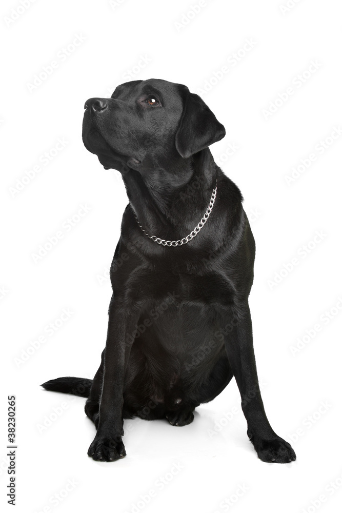 black Labrador