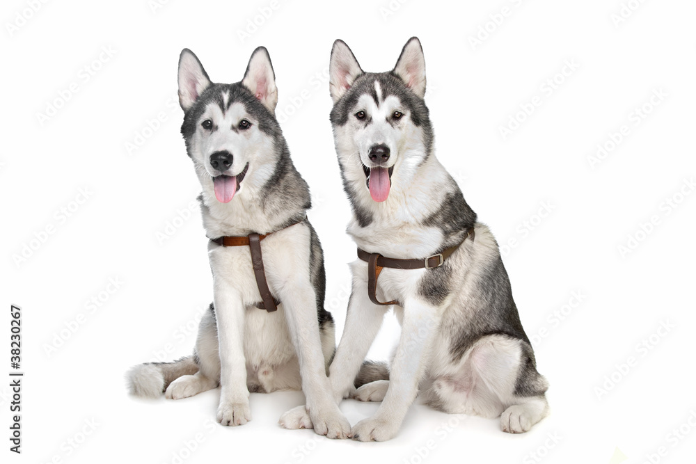 siberian husky siberian husky