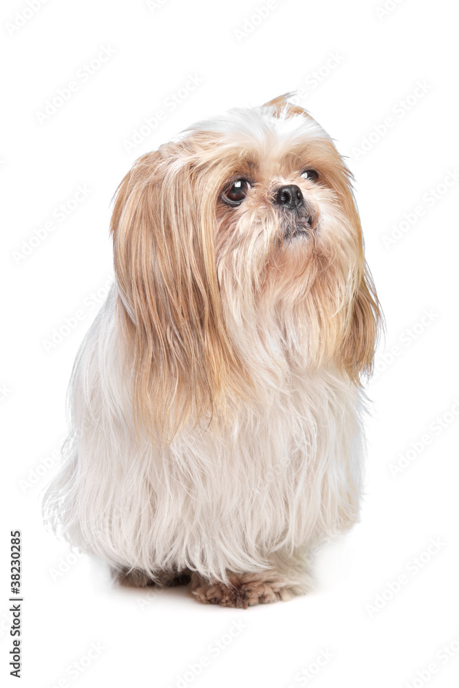 long haired small dog