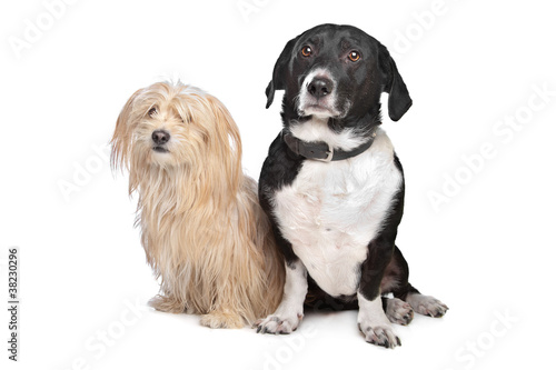 Fototapeta Naklejka Na Ścianę i Meble -  two dogs