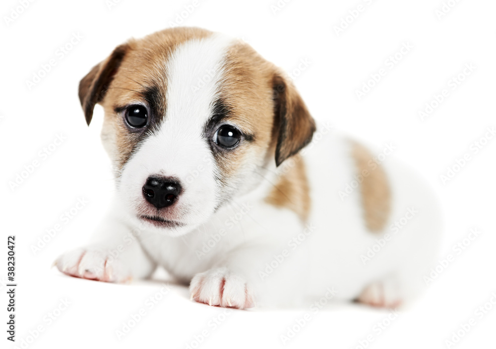 one little jack russel terrier puppy