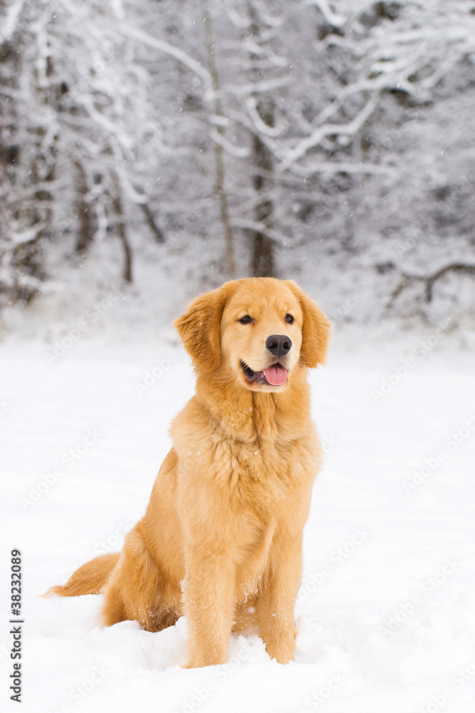 Handsome Golden Retriever in the snow