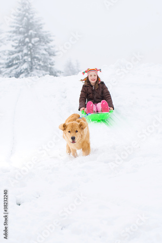 Golden Retriever Dog pulling child on a sled