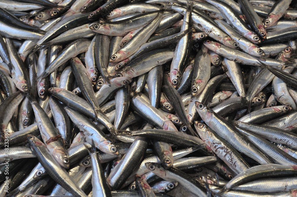 European anchovy European anchovy