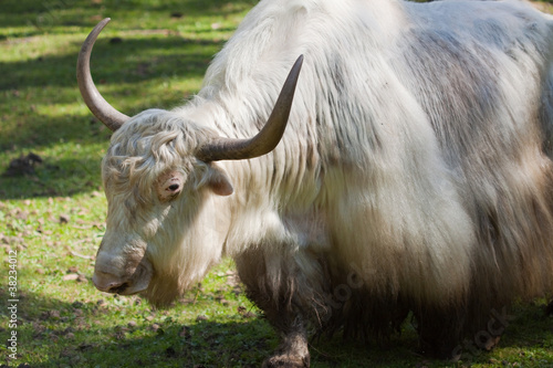 grunting ox against nature background photo