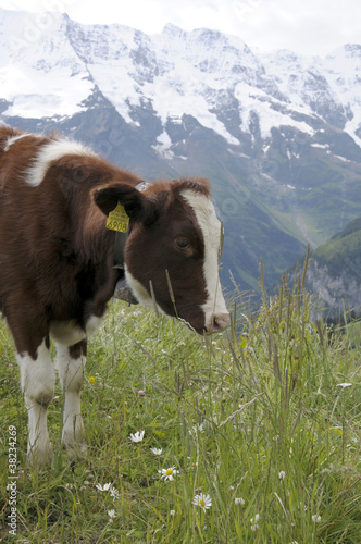 Cow with bell in Bernese Oberland, Switzerland