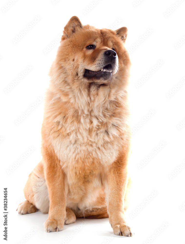 Fototapeta premium femelle Chow Chow assise