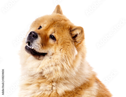 femelle Chow Chow de 2 ans