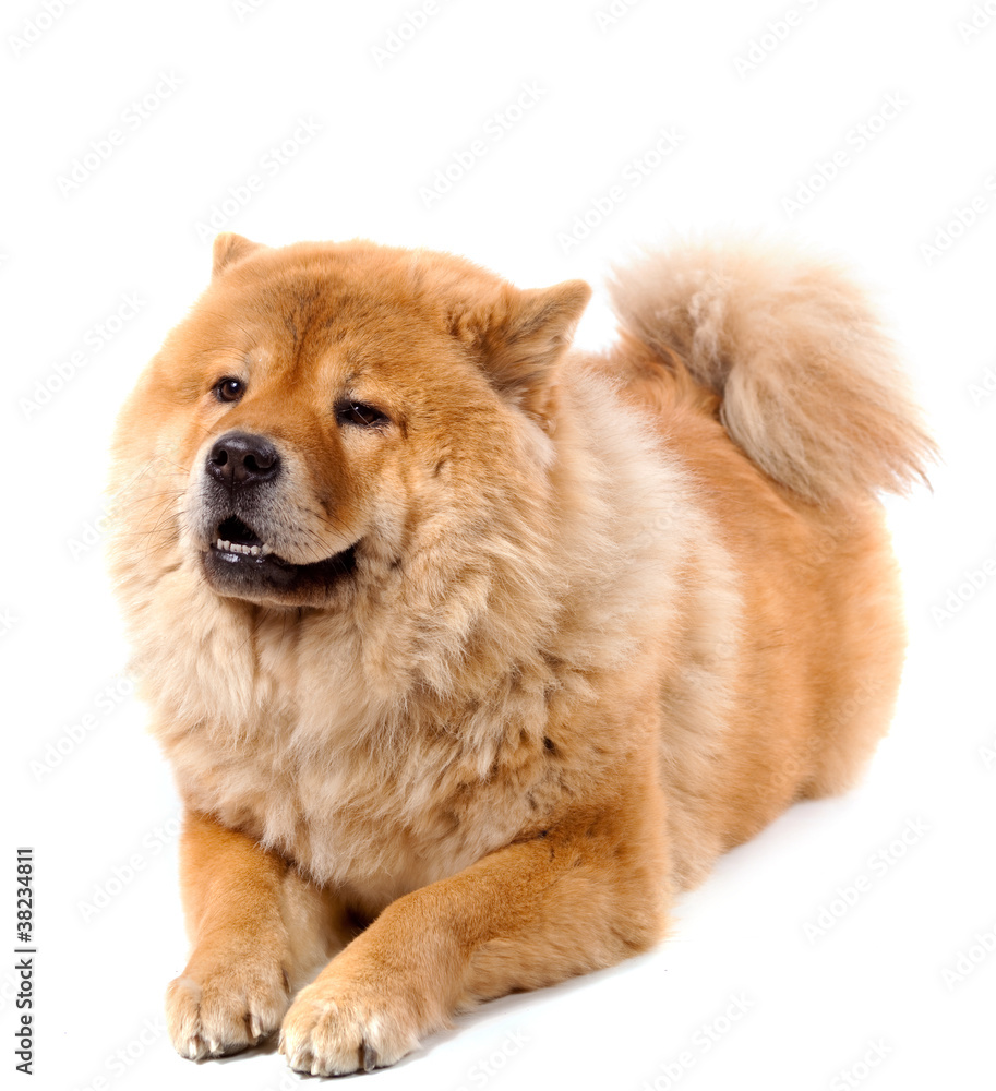 Chow chow couché