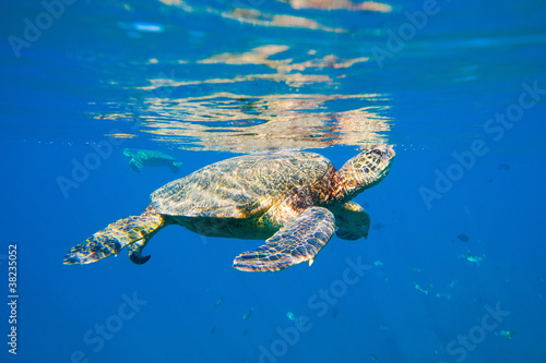 green sea turtle swimming in ocean sea