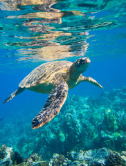 Sierkussen Schildpad Groene zeeschildpad in diepblauwe oceaan  © EpicStockMedia