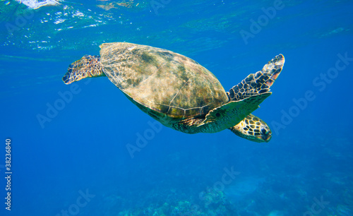 green sea turtle swimming in ocean sea