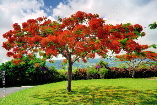 Canvas-taulu Flamboyant en fleur en été, La Réunion.