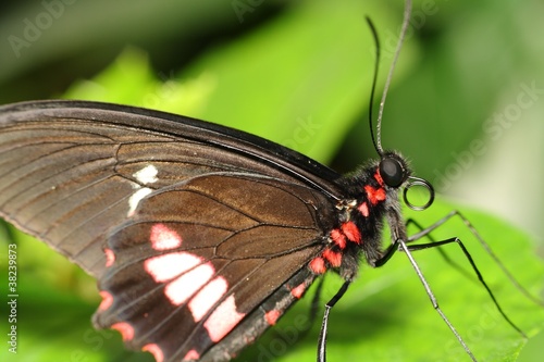 Butterfly photo