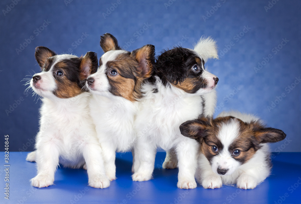 Papillon Puppies