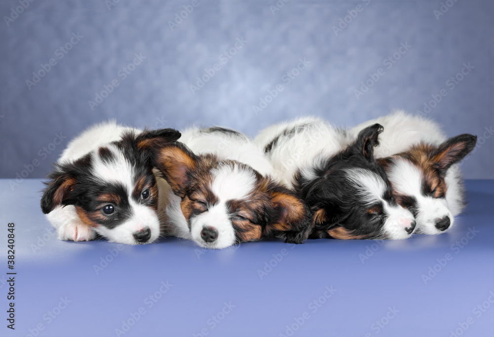 Four small sleeping Papillon Puppies