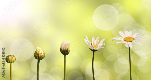 Etapes de la croissance d'une pâquerette, évolution et développement d'une fleur au printemps, cycle de vie, fond vert nature photo