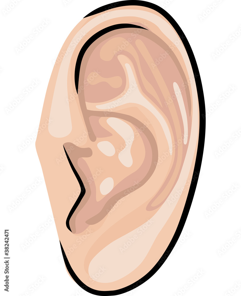Fototapeta premium Human ear
