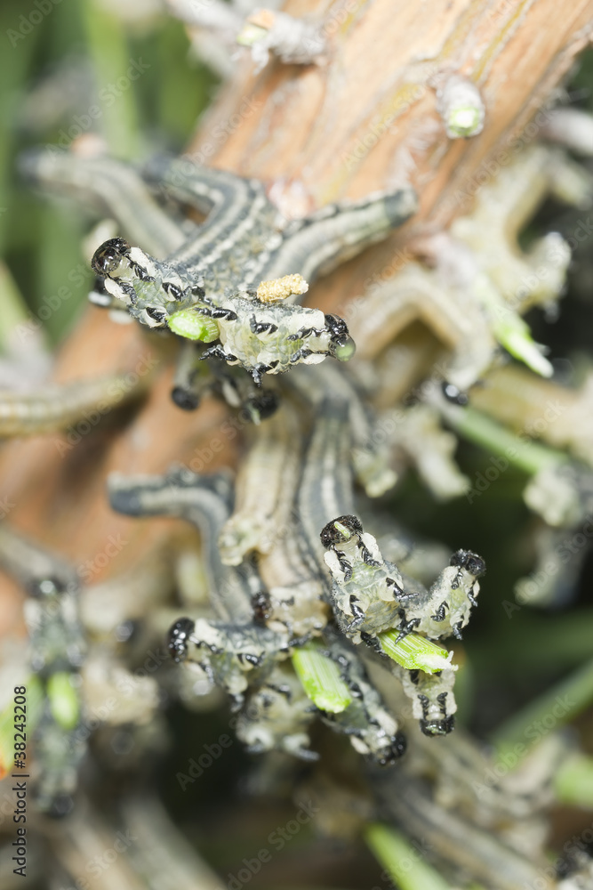 Obraz premium neodiprion sertifer, european pine sawfly larva on pine