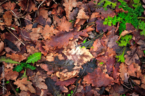 Background from the fallen down leaves