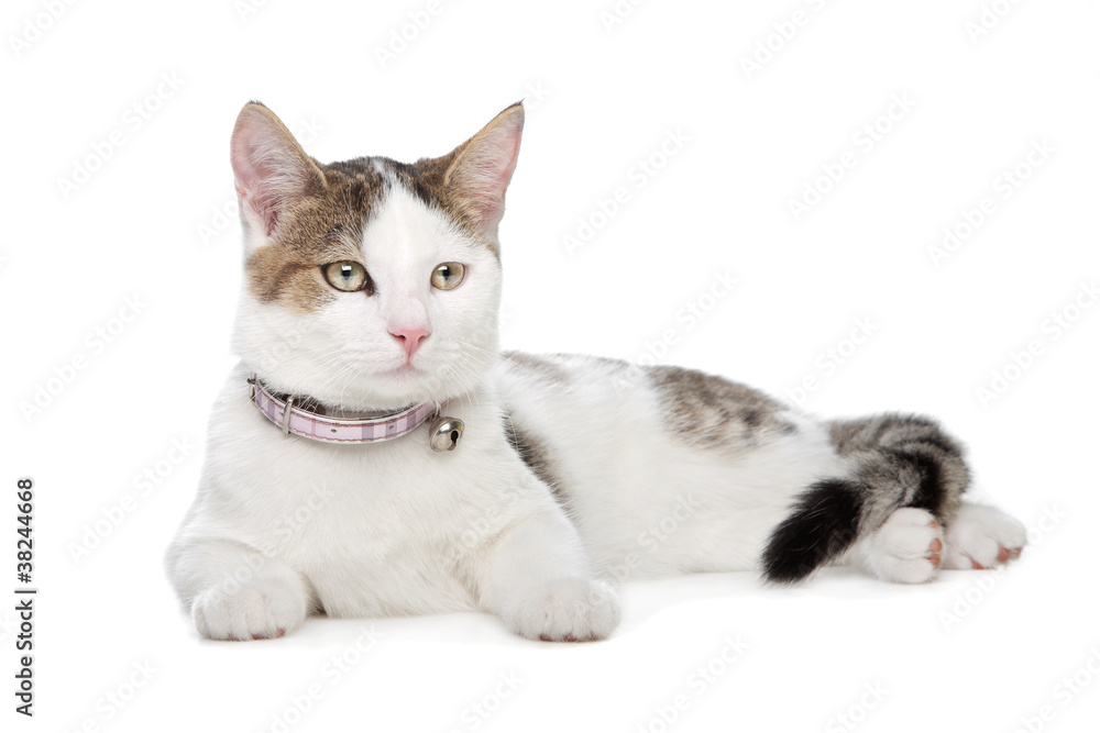 Obraz premium short-haired cat