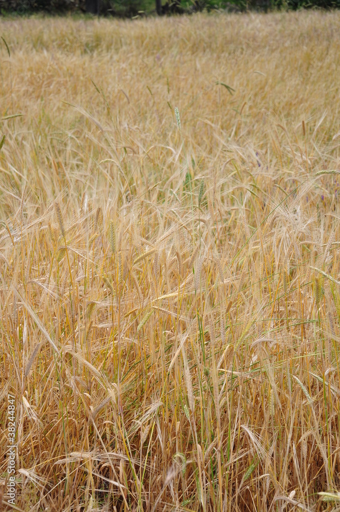 Yellow wheat on a grain field in summer just before harvest Yellow wheat on a grain field in summer just before harvest