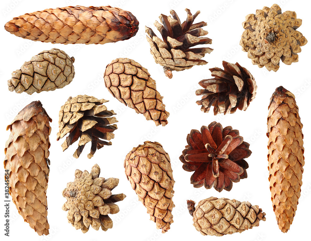 Isolated cones. Collection of fir and pine tree cones isolated on white background Isolated cones. Collection of fir and pine tree cones isolated on white background